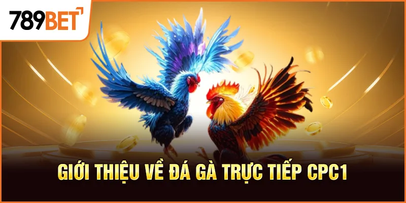 Giới thiệu về đá gà trực tiếp cpc1
